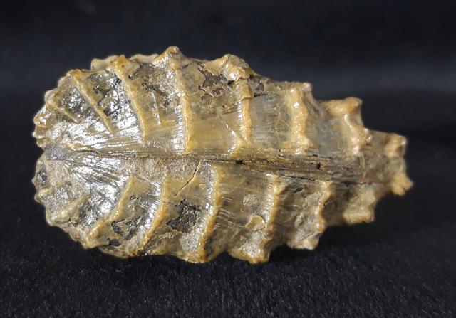 Scaphotrigonia navis (LAMARCK 1819) - Bild &copy; FossNet FossilienStore
